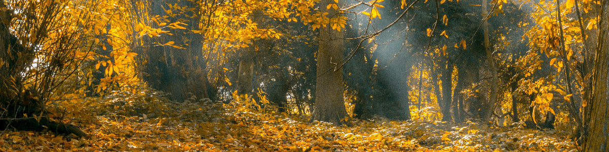 Seasonal Affective Disorder SAD, Winter Blues, Winter Depression